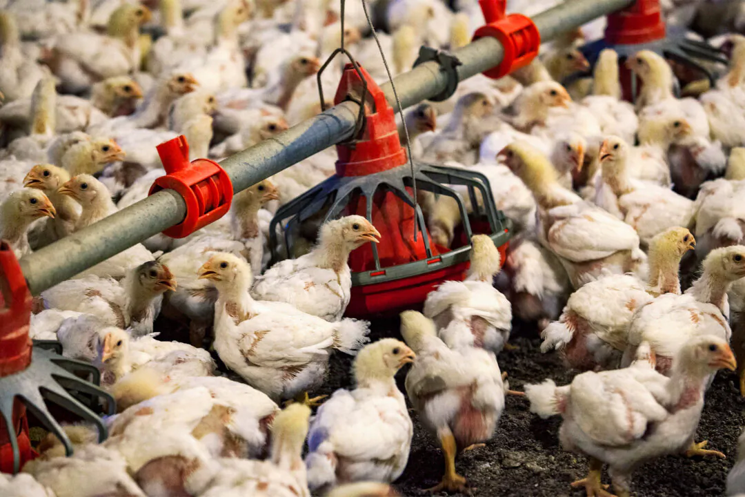 Chickens at a farm in a file photograph. (Randall Hill/Reuters)