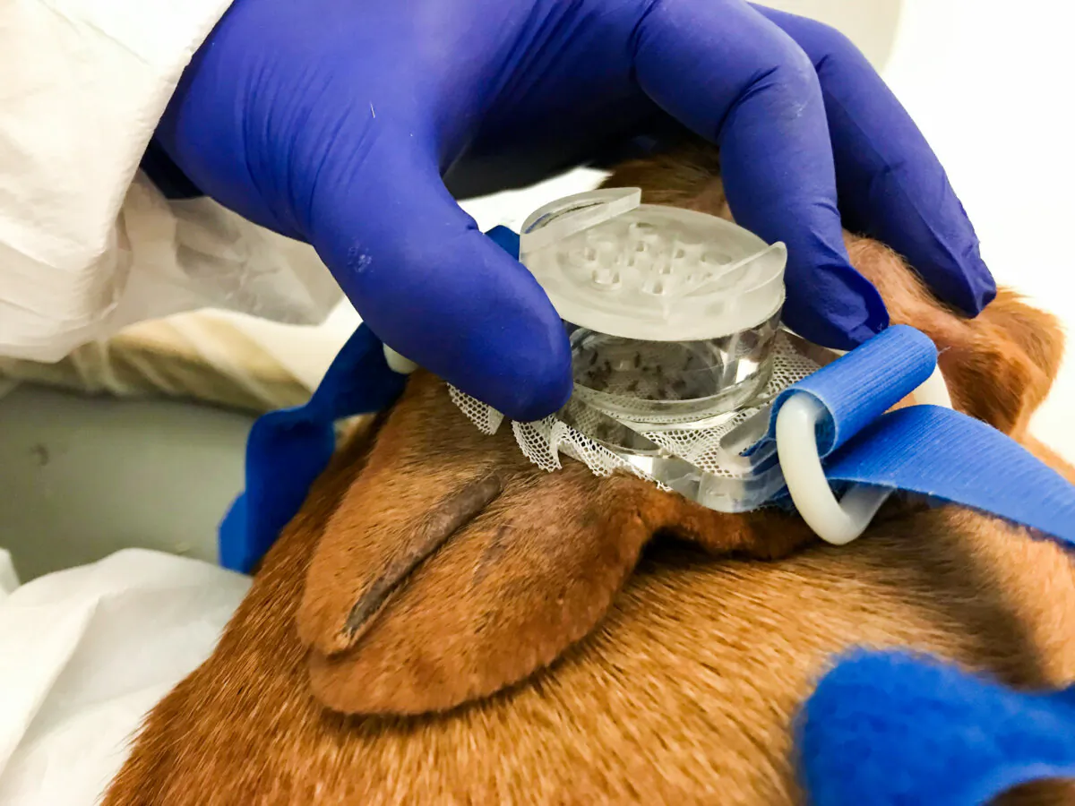 One of the Images of sandfly experiments on dogs from NIH documents that taxpayer watchdog group White Coat Waste Project obtained in 2023. (Courtesy of White Coat Waste Project)