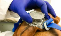 Watchdog Group Spotlights DoD’s Funding of Close to $1 Million on ‘Barbaric’ Beagle Experiments