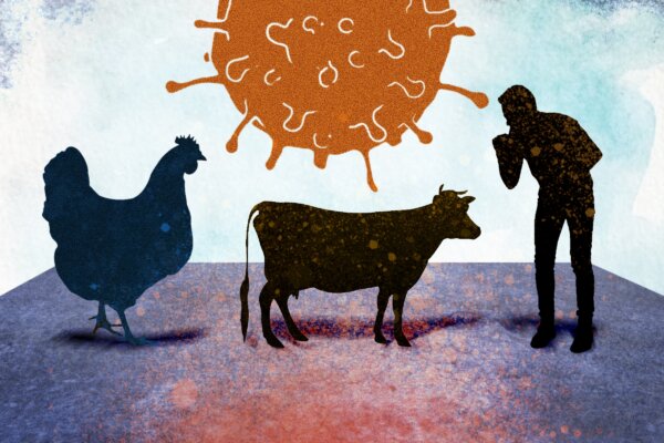 Is Gain-of-Function Responsible for the Bird Flu Jump to Cows and Humans?