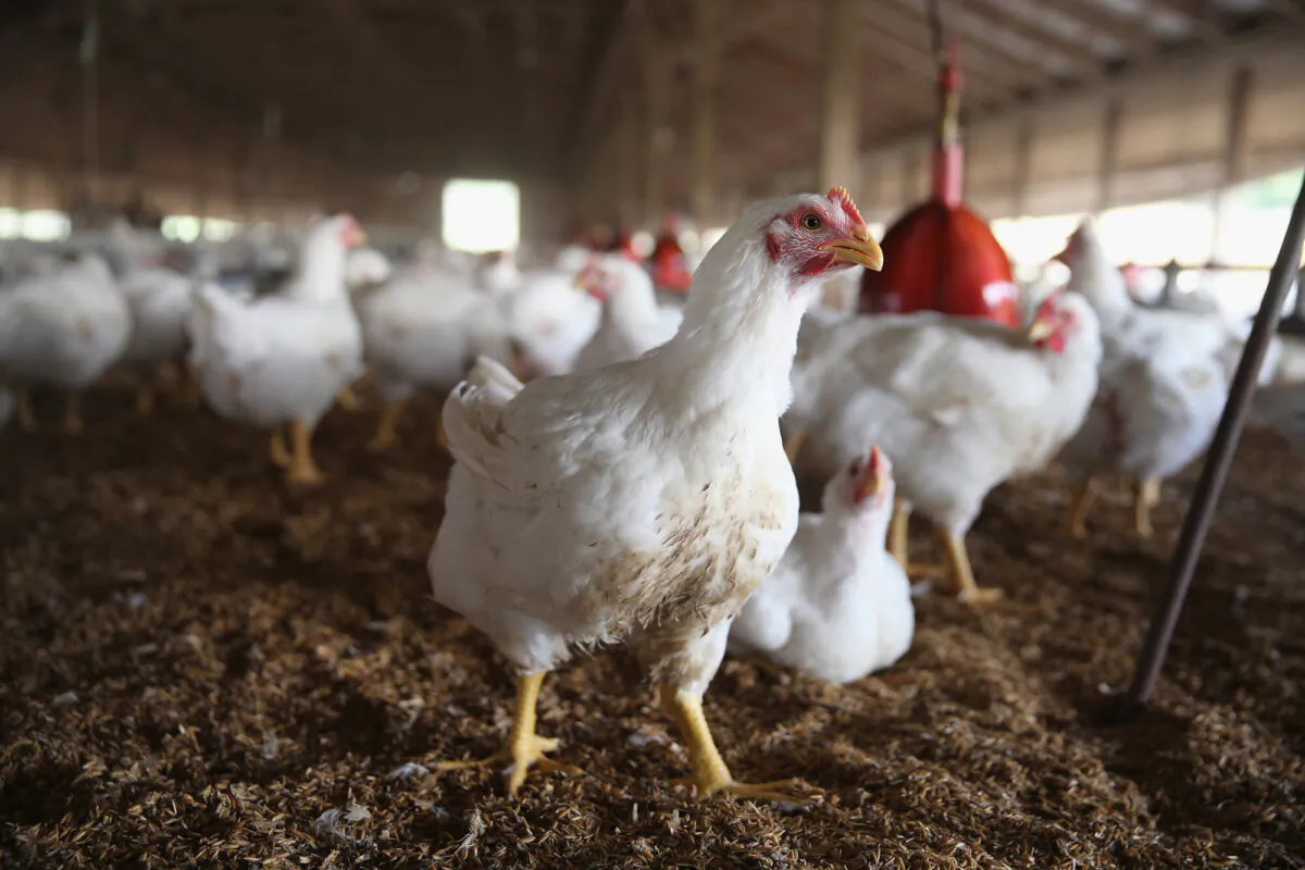 Chickens gather around a feeder at a farm in a file photo. (Scott Olson/Getty Images)