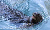 LA Zoo Sends Giant Otter to Breeding Program in Argentina