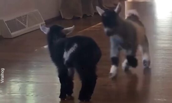 Two Mini Pygmy Goats Play