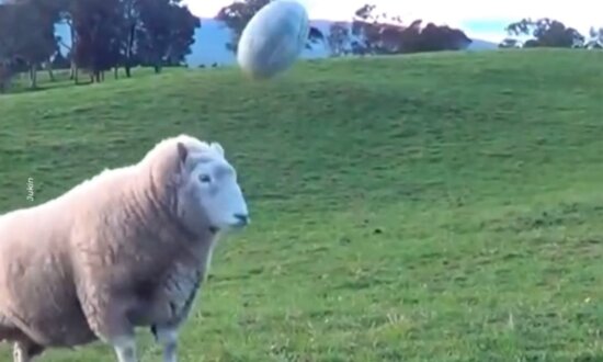 Sheep Plays Rugby With Woman