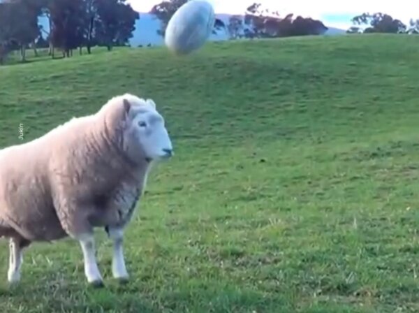 Sheep Plays Rugby With Woman