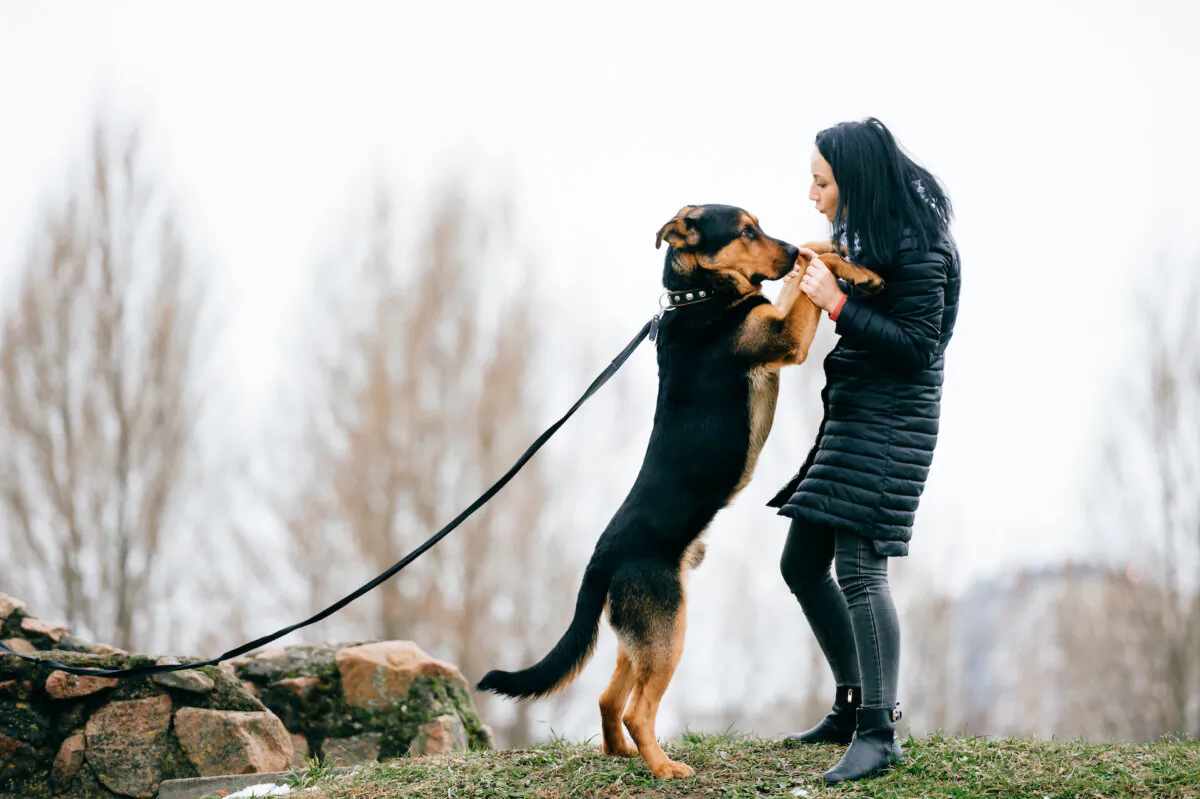 Incorrect behavior of a dog can be corrected by ignoring the actions you don't approve of. (Benevolente82/Shutterstock)