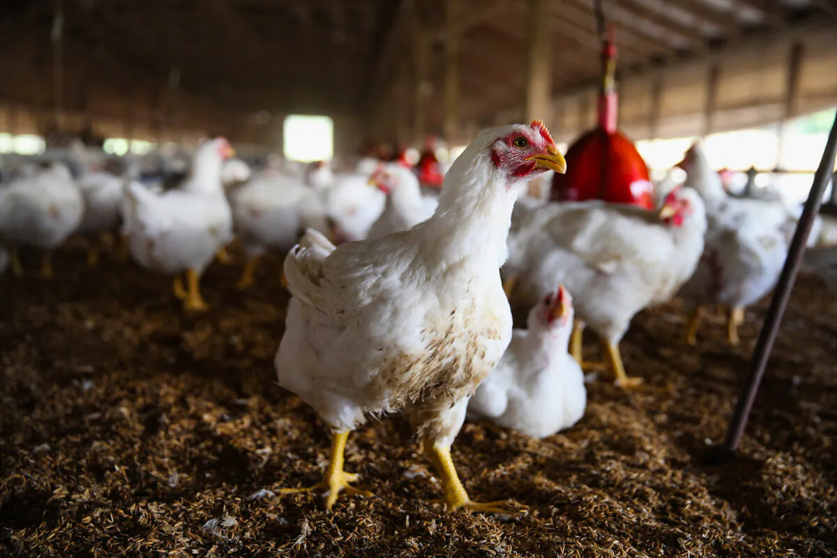 Chickens gather around a feeder at a farm in a file photo. (Scott Olson/Getty Images)