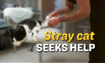 Injured Cat Makes Solo Visit to Hospital