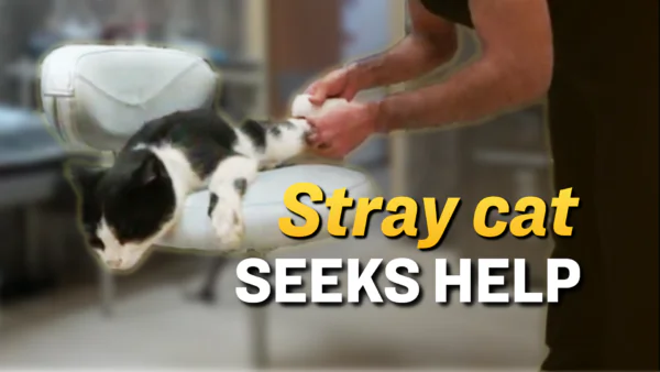 Injured Cat Makes Solo Visit to Hospital