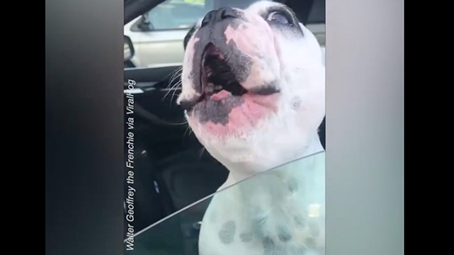 Opera Singing Dog