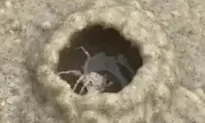 Crab Quickly Constructs New Home