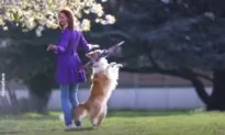 Border Collie Dog and Its Owner Show Off Their Dancing Skills With Umbrella