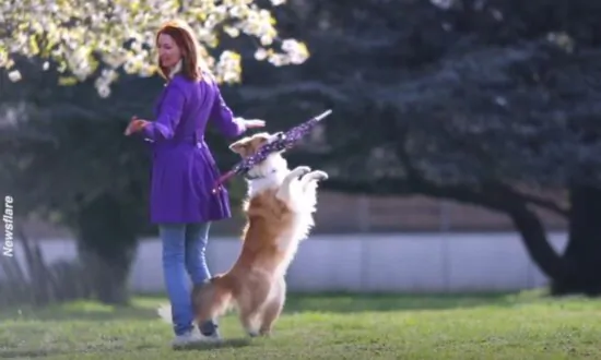 Border Collie Dog and Its Owner Show Off Their Dancing Skills With Umbrella