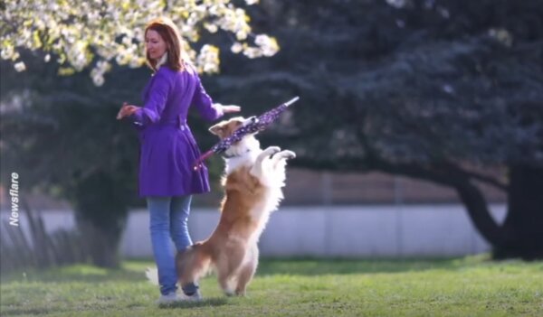 Border Collie Dog and Its Owner Show Off Their Dancing Skills With Umbrella