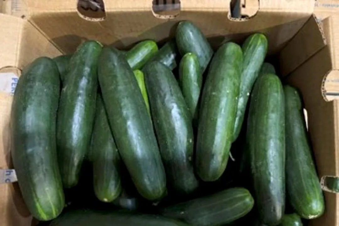 Recalled Fresh Start cucumbers. (FDA)