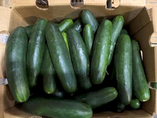 Salmonella Cases Linked to Cucumbers Rise as Second Outbreak Reported
