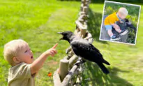 Family Rescues Injured Crow, Now He’s a ‘Guardian’ Watching Over His Little ‘Best Friend’: VIDEO