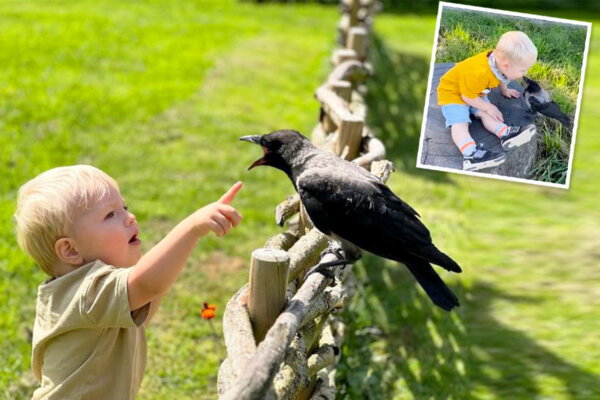 Family Rescues Injured Crow, Now He’s a ‘Guardian’ Watching Over His Little ‘Best Friend’: VIDEO