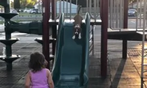 Puppy Follows Best Friend Down Slide