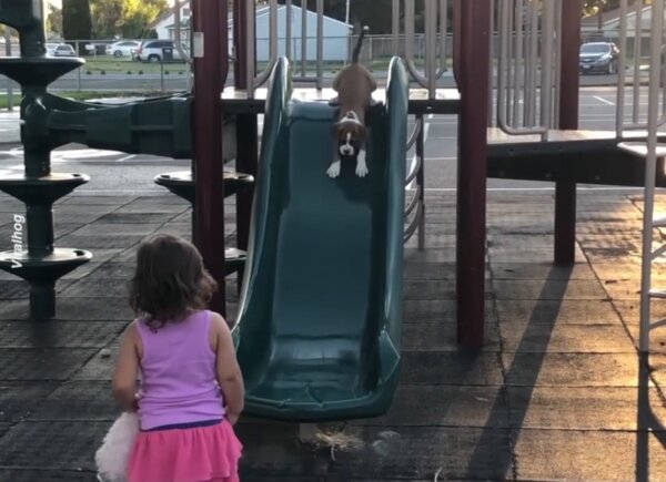 Puppy Follows Best Friend Down Slide
