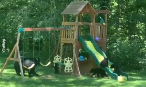 Family of Bears Has Some Playground Fun