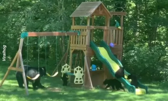 Family of Bears Has Some Playground Fun