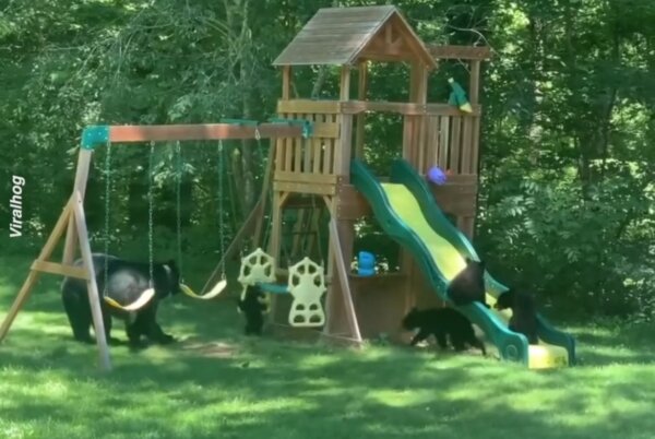Family of Bears Has Some Playground Fun