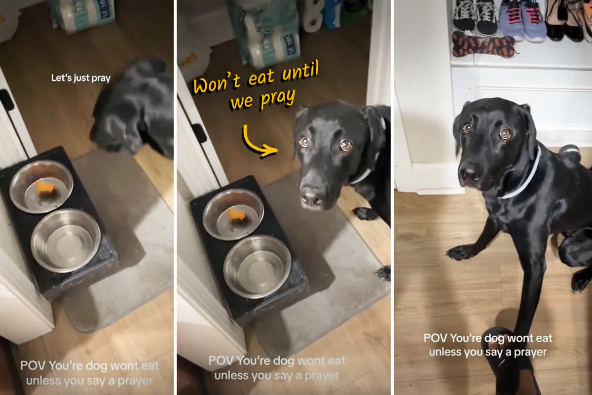Buddy the black Lab refuses to eat until grace is said by his owner. (Courtesy of @buddybuckland)