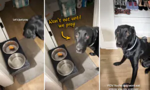 VIDEO: Adorable Lab Won’t Eat His Food Unless Owner Says Prayer—But Watch When She Says ‘Amen’