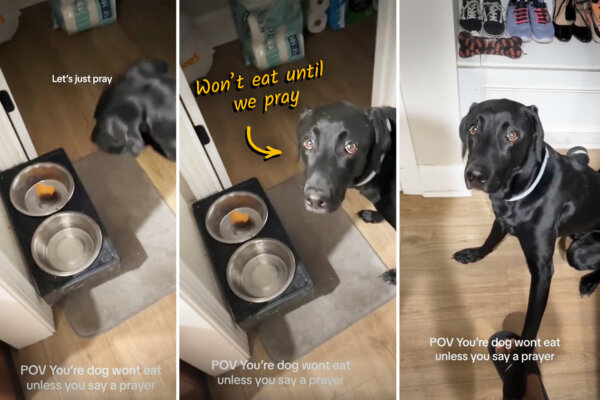 VIDEO: Adorable Lab Won't Eat His Food Unless Owner Says Prayer—But Watch When She Says 'Amen'