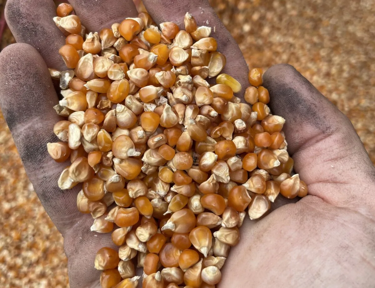 Guinea flint corn, an heirloom variety that Marsh Hen Mill uses to  make hearty grits. (Bard Prochaska)