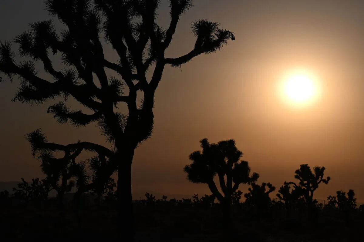 The sun sets behind Joshua Trees in Lancaster, Calif., on July 12, 2021. (Robyn Beck/AFP via Getty Images)