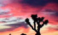 Solar Farm Will Wipe Out Thousands of Joshua Trees. How Green Is That?