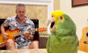 ‘Bandmate in Real-Life’: Man Teams Up With Parrot Who Has an Incredible Voice—the Unique Duet Goes Viral