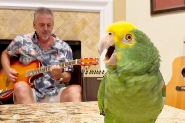 ‘Bandmate in Real-Life’: Man Teams Up With Parrot Who Has an Incredible Voice—the Unique Duet Goes Viral