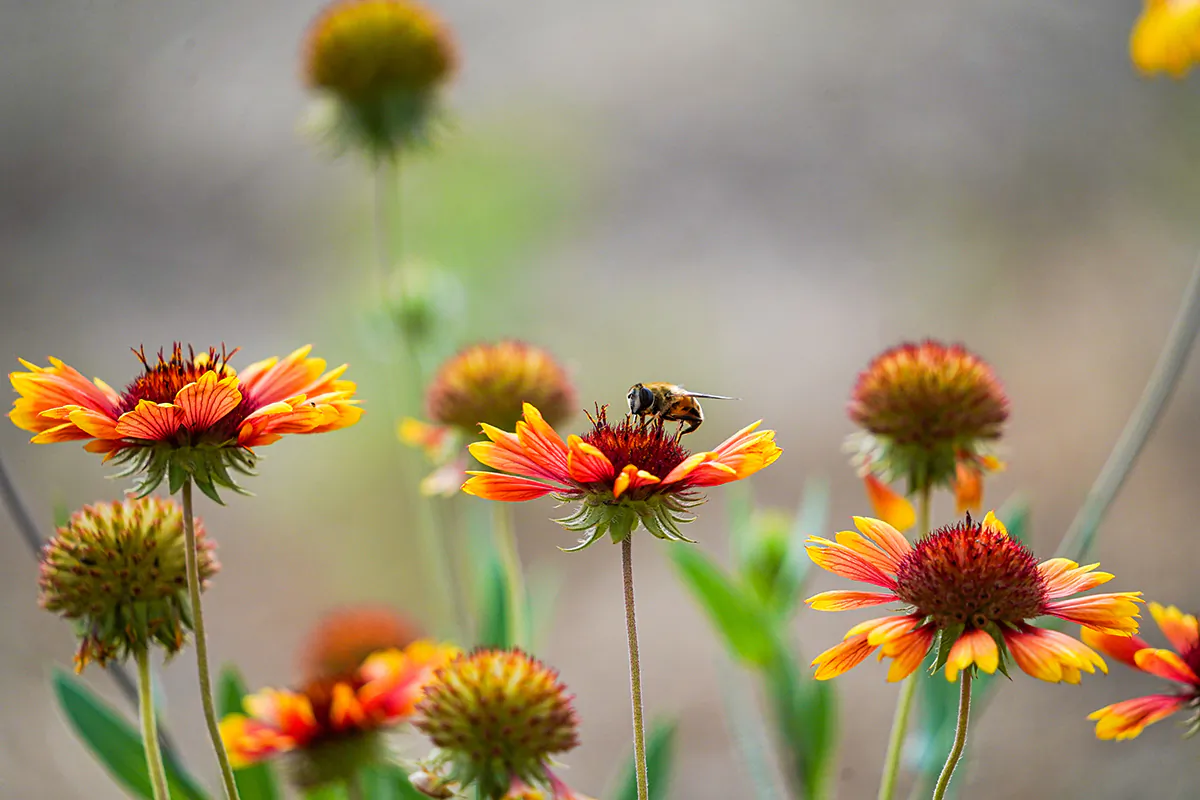 The first step is to nurture the good bugs that are already in the garden. (Amanda Schulte/Shutterstock)