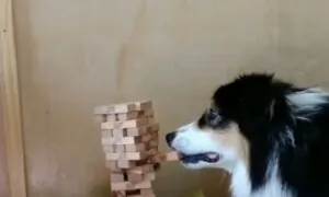 Dog Learns How to Play Jenga