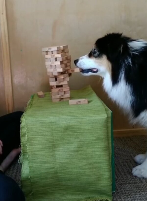 Dog Learns How to Play Jenga