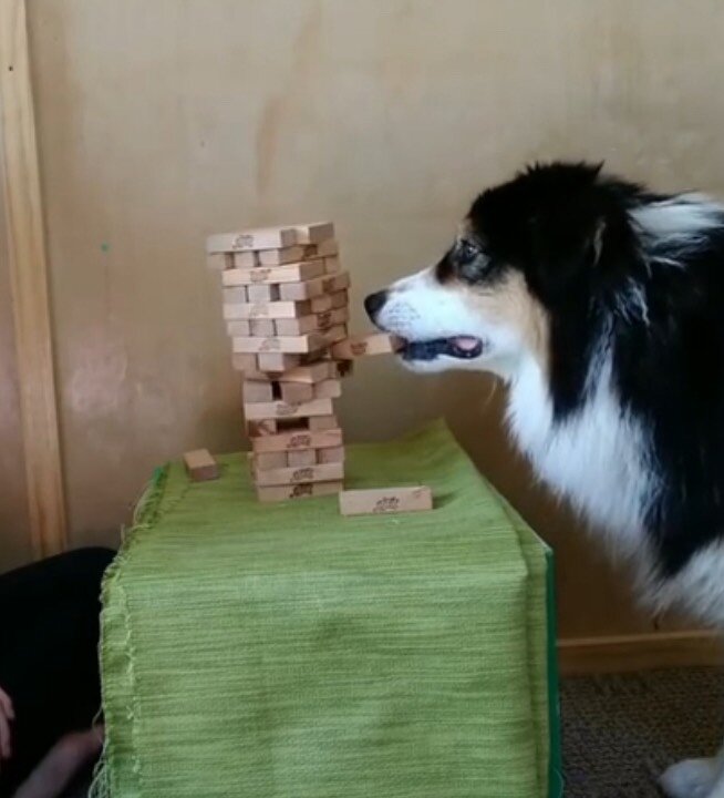 Dog Learns How to Play Jenga