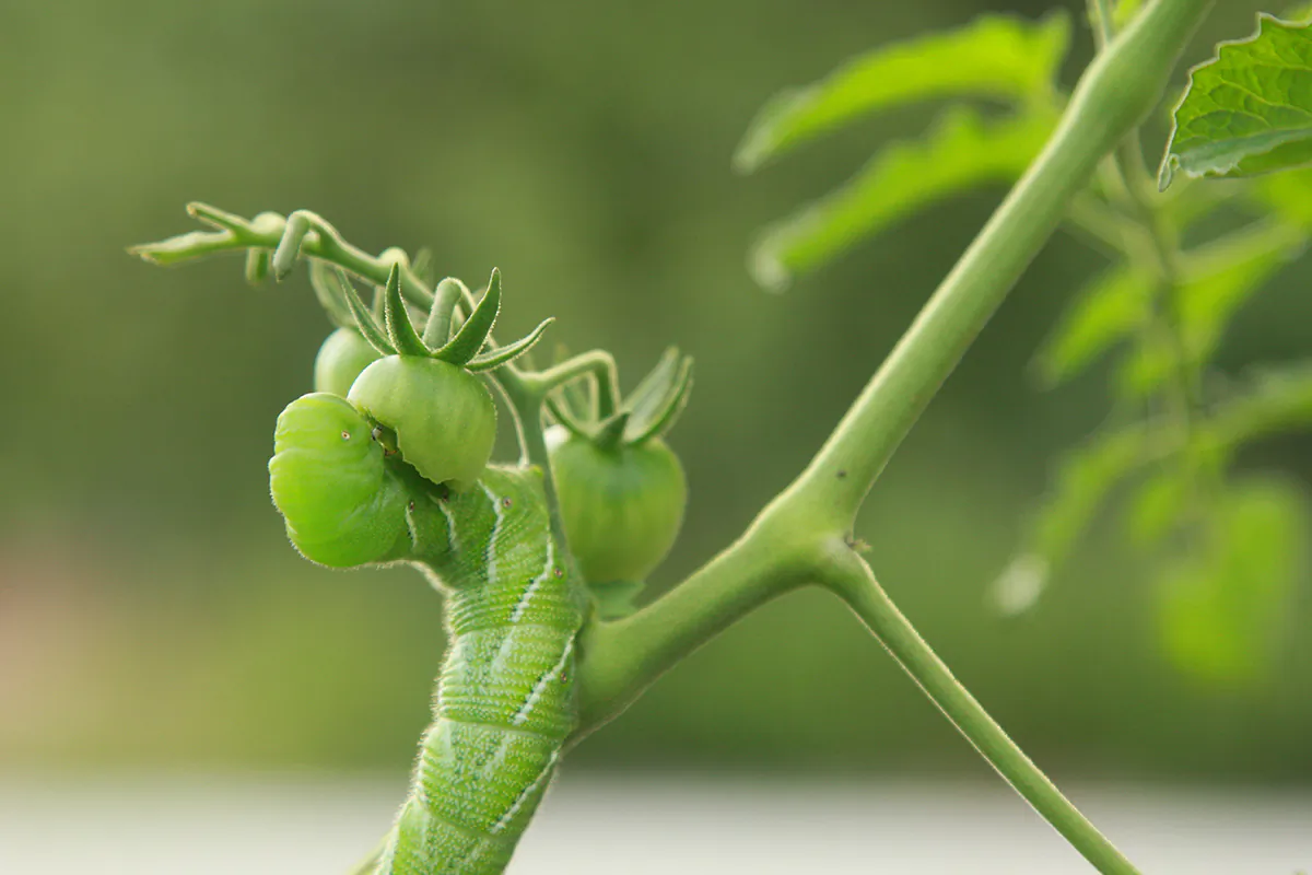 Tomato hornworms are voracious eaters and can quickly defoliate tomato plants and other plants in the nightshade family. (Melissa Tate/Shutterstock)