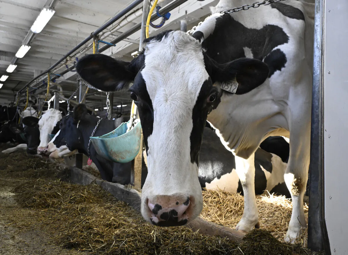 A cow in a dairy farm in Saguenay Que., on Jan. 23, 2024. (The Canadian Press/Jacques Boissinot)