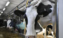 Canada Aims to Protect Cattle Industry as US Avian Flu Outbreak Spreads
