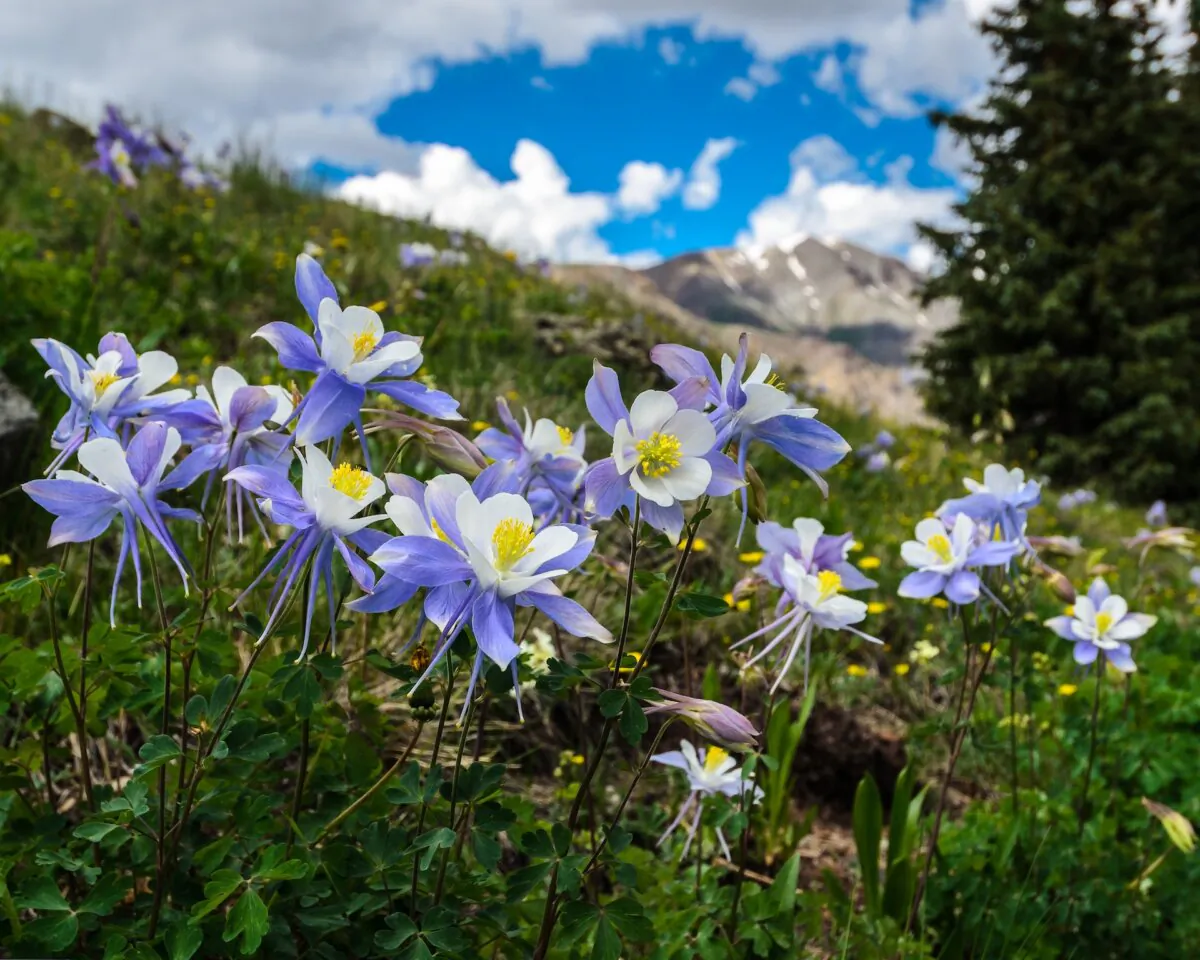 From the first flower to the last, columbine will bloom for a month. (Chris Augliera/Shutterstock)