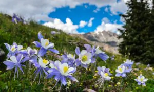 Columbine Flowers