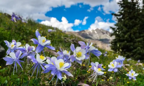 Columbine Flowers