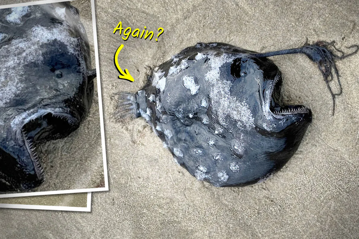 A football fish washed up near Cannon Beach. (Illustration by The Epoch Times, Courtesy of SeasideAquarium)