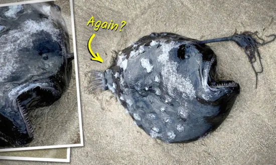 ‘Living in Darkness’: This Deep Sea Creature Washed up in Oregon—But What’s That Crazy Head Stalk?