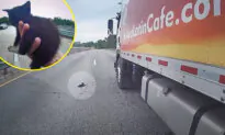 VIDEO: Florida Police Officer Spots Kitten on Busy Highway, Teams Up With Truck Driver to Save Cat