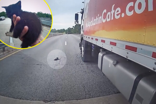 VIDEO: Florida Police Officer Spots Kitten on Busy Highway, Teams Up With Truck Driver to Save Cat
