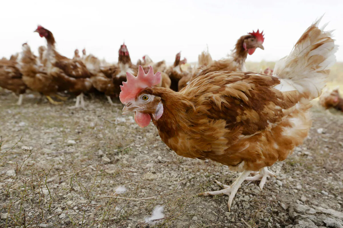 Chickens walk in a fenced pasture at an farm in Iowa, on Oct. 21, 2015. (Charlie Neibergall/AP Photo)